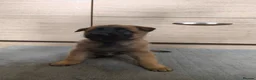 Belgian Shepherd Dog dogs for sale: Belgian Malinois Puppies – Family Raised in Ilkeston - Advert 15