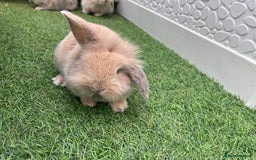 Lionhead rabbits for sale: Lionhead bunnies  - Image 13