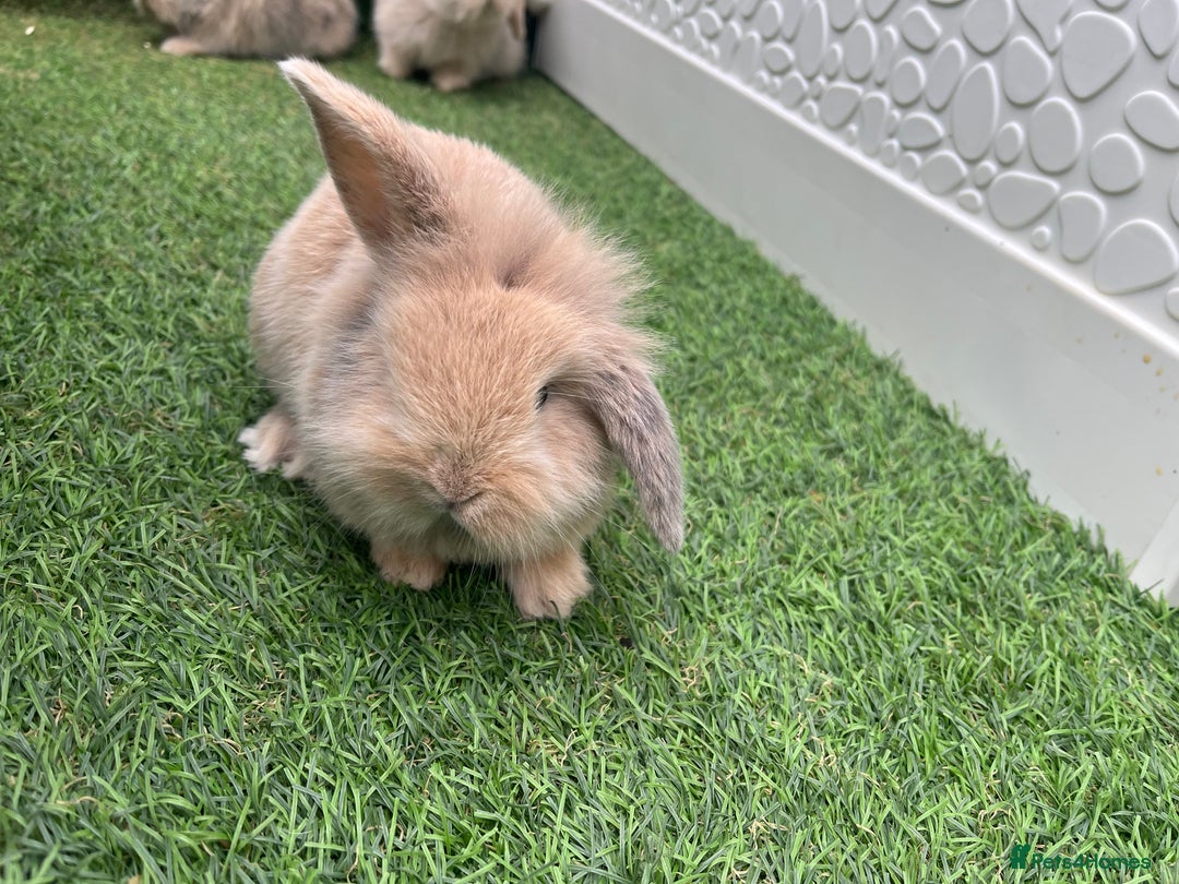 Lionhead rabbits for sale: Lionhead bunnies  - Image 13