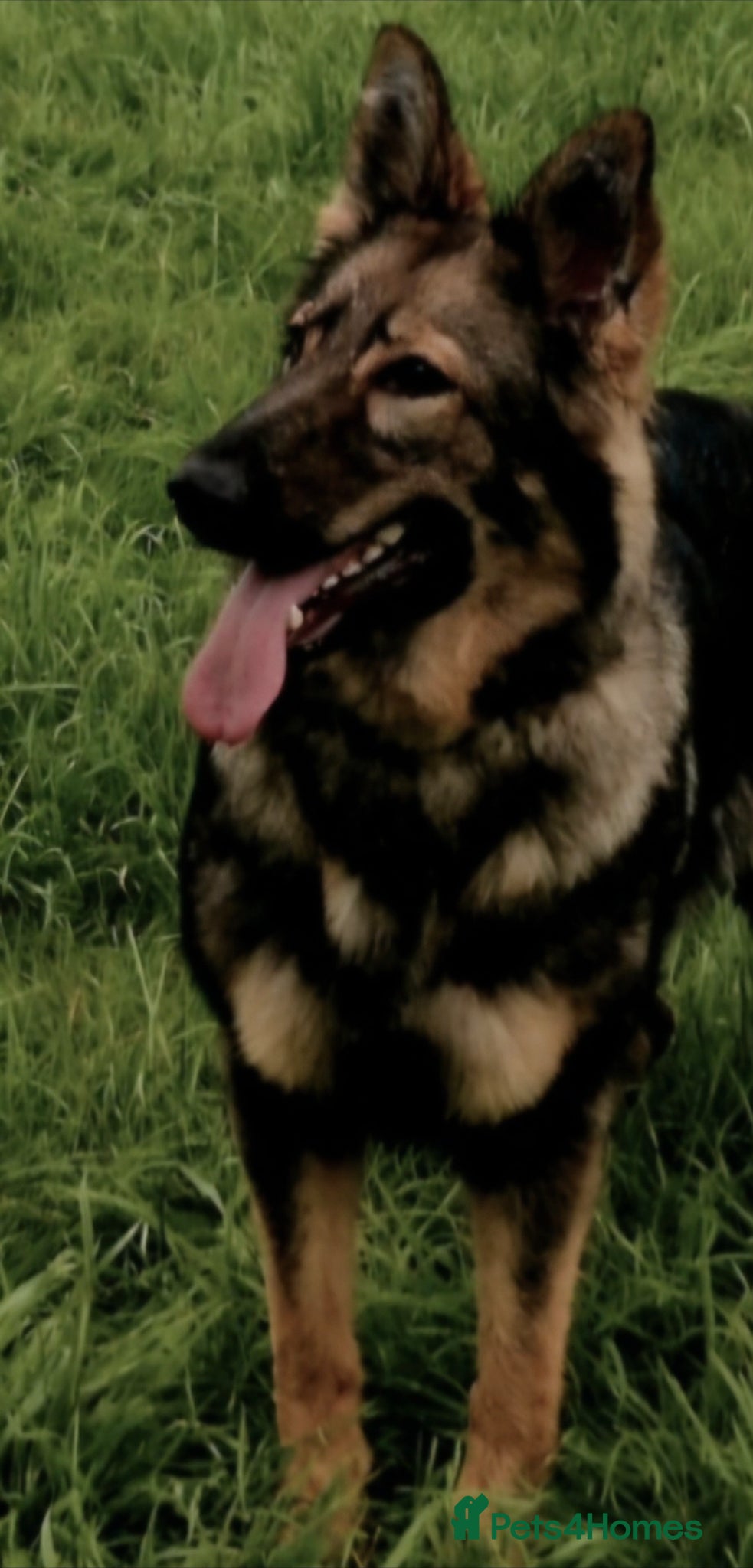 German Shepherd dogs German shepherd pups - Advert 1