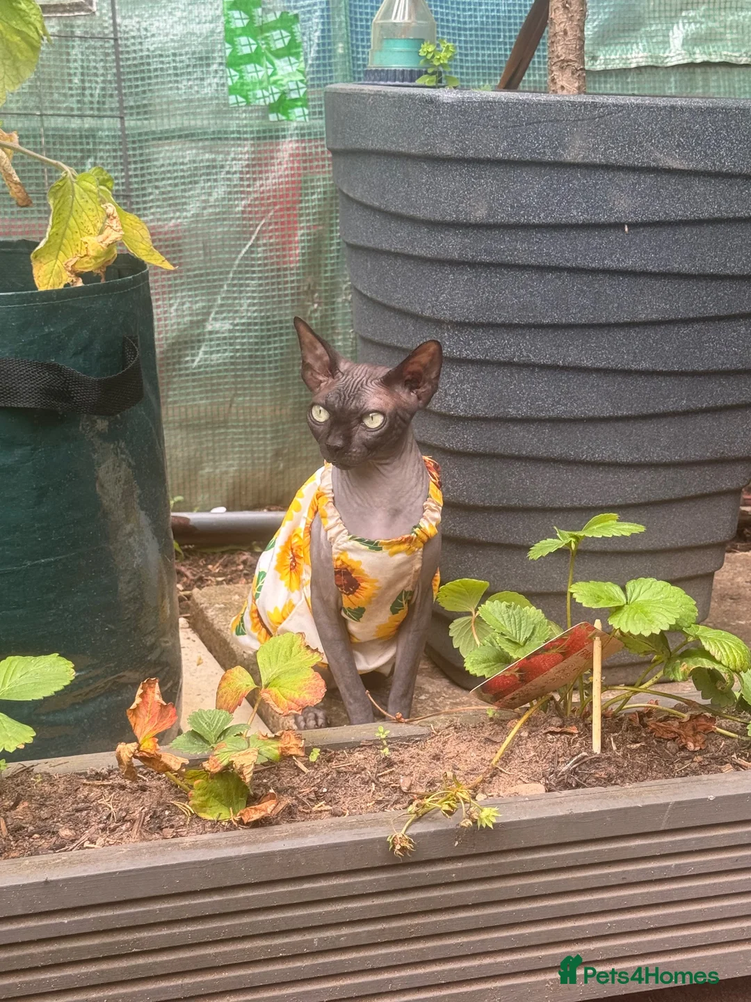 Mixed Breed cats for sale: Little cats in Worksop - Advert 7