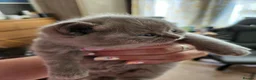 British Shorthair cats for sale: Hurry only  girl left Brithish shorthair kittens  - Advert 12