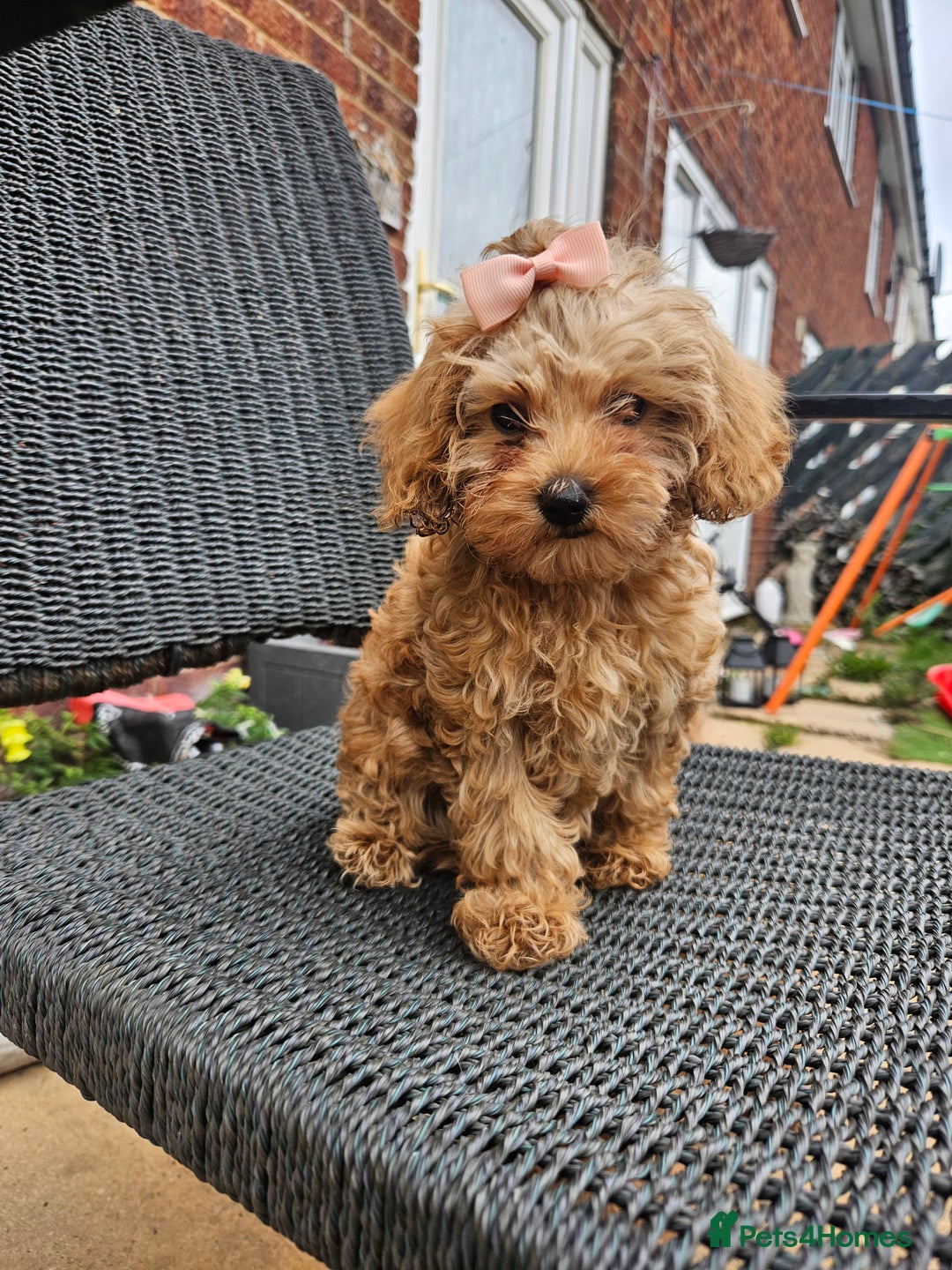 Cavapoo dogs for sale: F1b red cavapoo  - Image 2