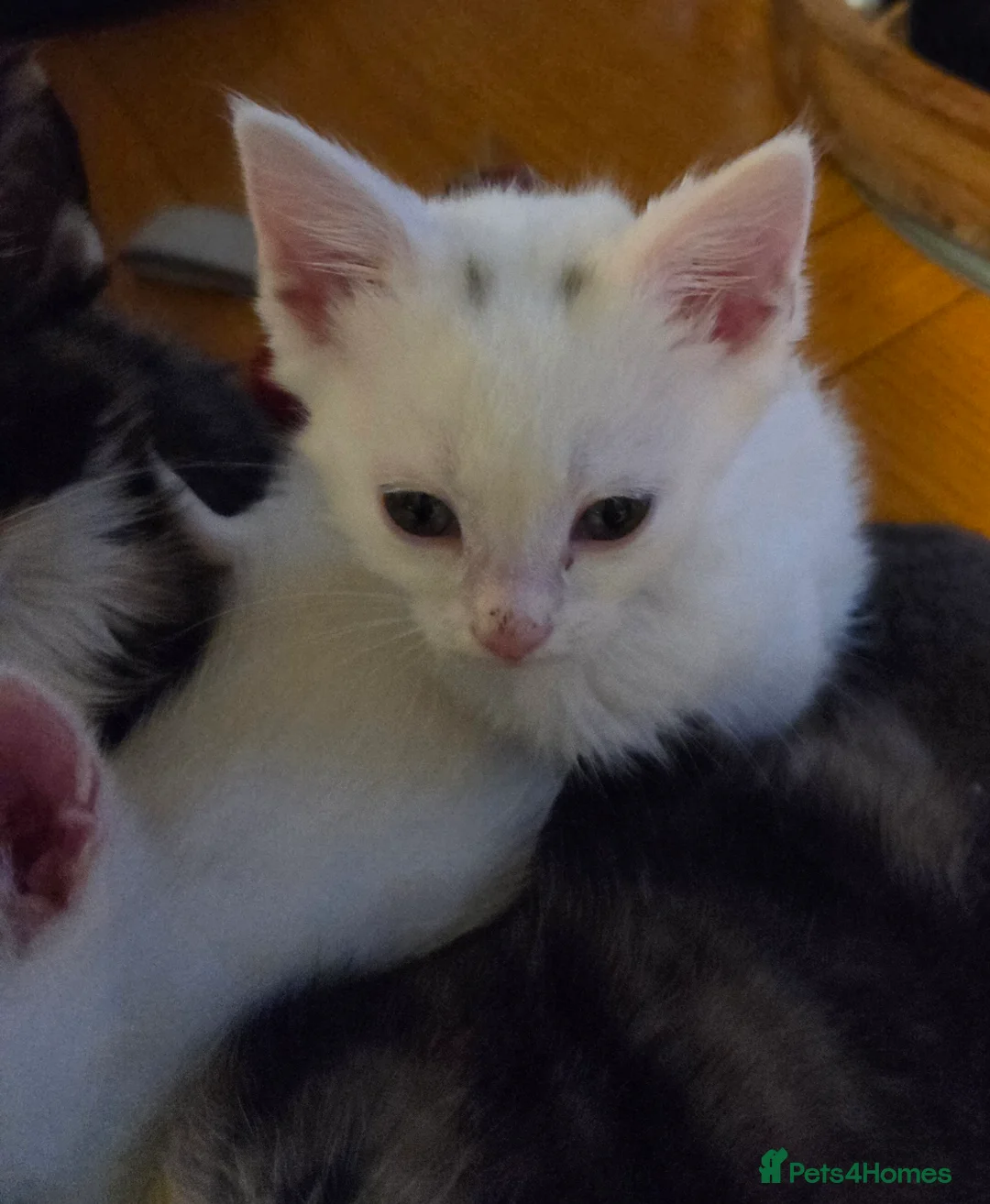 Mixed Breed cats for sale: Kittens  - Advert 14