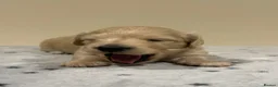 Miniature Dachshund dogs for stud: Shaded cream miniature dachshund 3.6kg - Advert 13