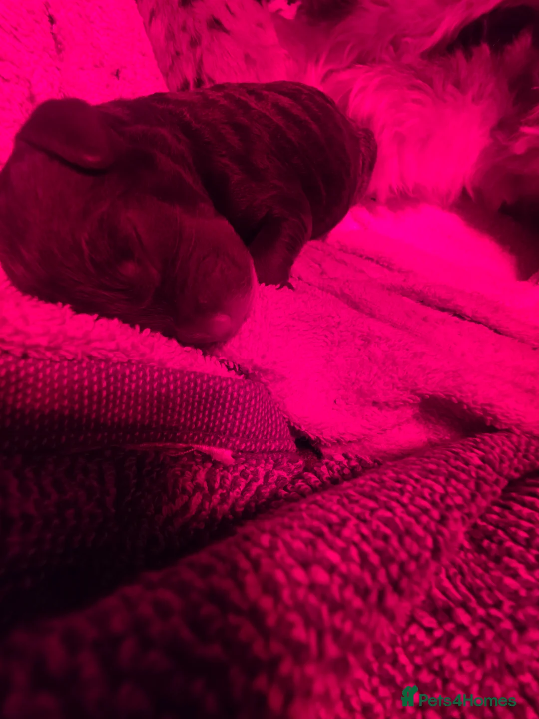 Cockapoo dogs for sale: 🍫 Meet Our Chocolate-Inspired Cockapoo Cuties 🍫 in Stoke-on-Trent - Advert 8