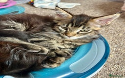 Maine Coon cats for sale: GCCF Maine Coon Kitten Stunning Girl Ready Now - Image 5