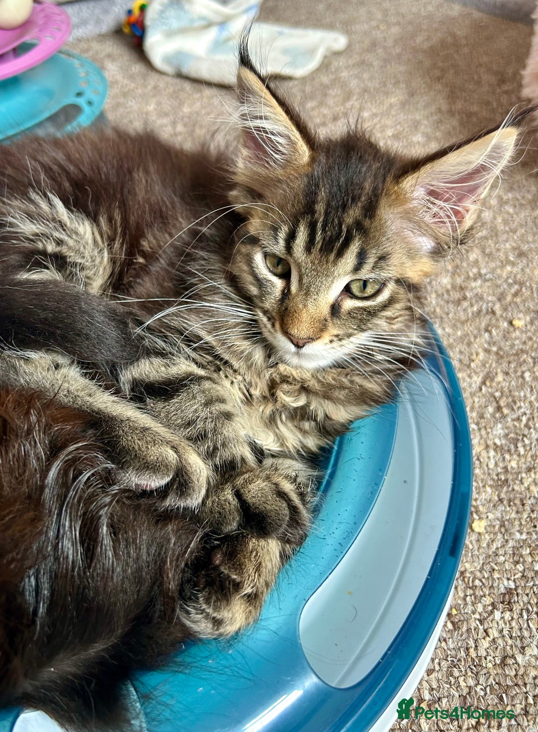 Maine Coon cats for sale: GCCF Maine Coon Kitten Stunning Girl Ready Now - Image 5