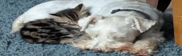 Mixed Breed cats for sale: Beautiful playful boy - Advert 4