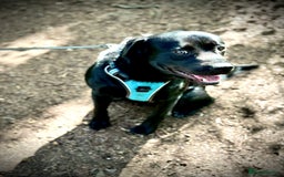 Mixed Breed dogs for sale: Black Lab/Staffy - Image 12