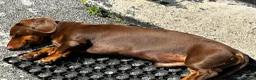 Miniature Dachshund dogs for stud: Chocolate/isabella miniature dachshund  - Advert 7