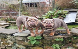 English Bulldog dogs for sale: Pedigree English Bulldog Puppies for sale •KC• - Image 4