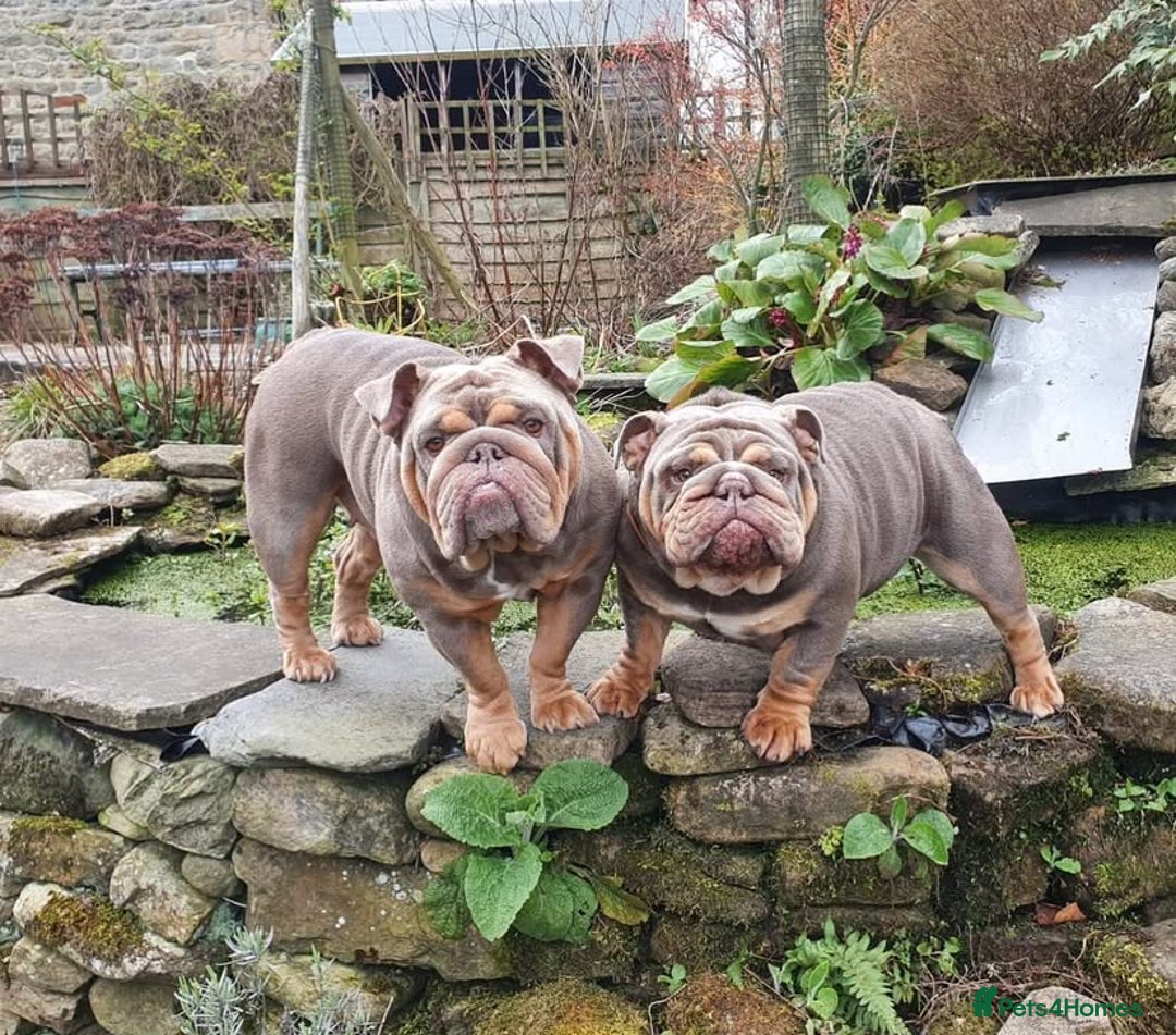 English Bulldog dogs for sale: Pedigree English Bulldog Puppies for sale •KC• - Image 4