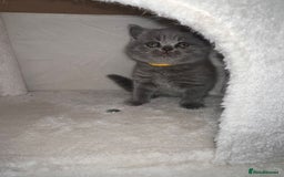 British Shorthair cats for sale: BRITISH SHORTHAIR PEDIGREE - FIRST LITTER - Image 3