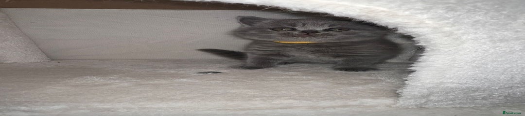 British Shorthair Kitten 4