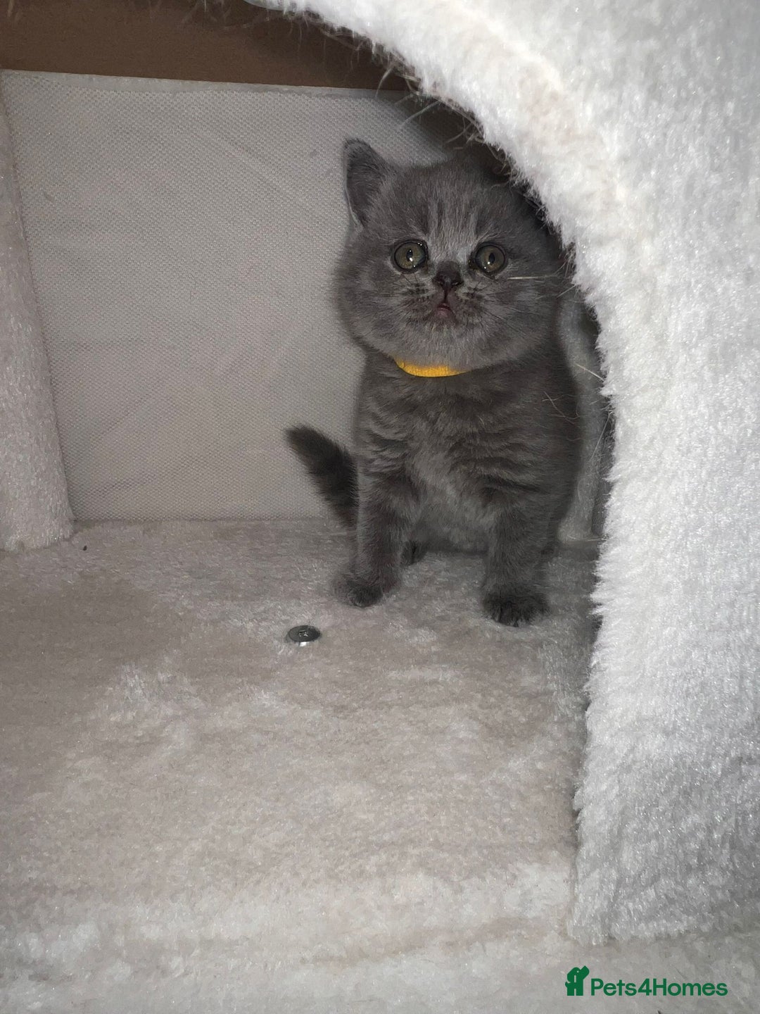 British Shorthair cats for sale: BRITISH SHORTHAIR PEDIGREE - FIRST LITTER - Image 3