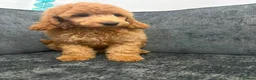 Mixed Breed dogs for sale: Poodle pups in Middlesbrough - Advert 8