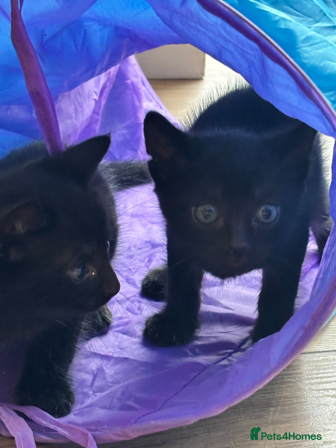 Domestic Shorthair cats for sale: 4 beautiful black kittens  - Image 10