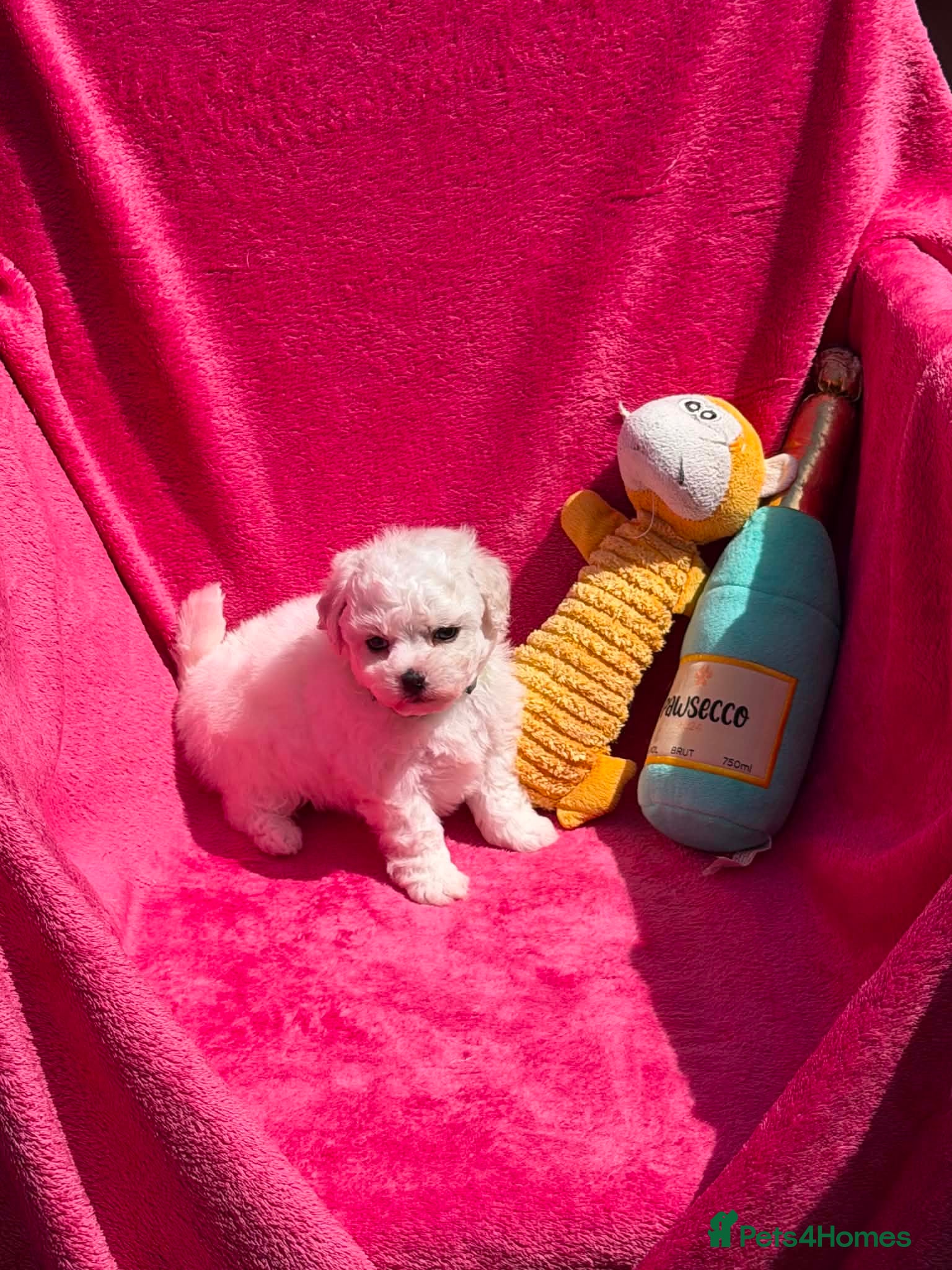 Bichon Frise dogs Stunning Bichon Frise Puppies - Advert 1
