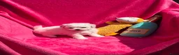 Bichon Frise dogs for sale: Stunning Bichon Frise Puppies - Advert 1