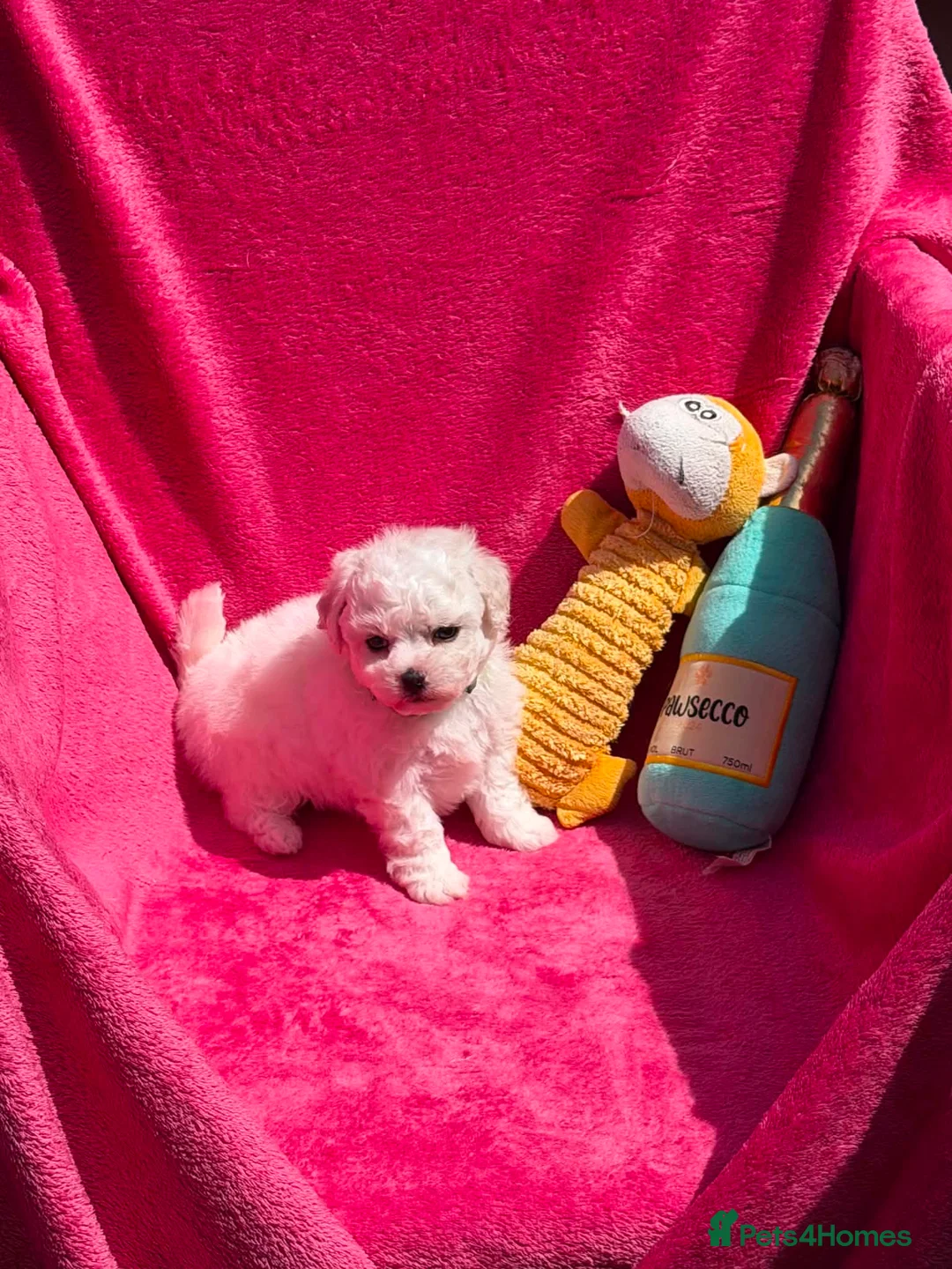 Bichon Frise dogs for sale: Stunning Bichon Frise Puppies - Advert 1