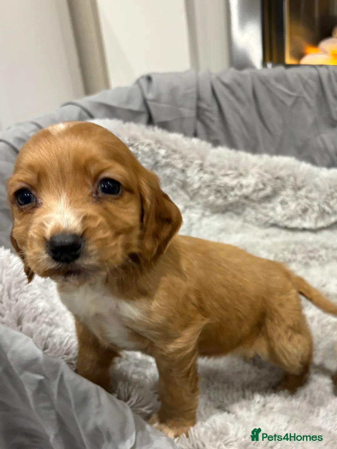 Cockapoo dogs for sale: F1 cockapoo - Advert 17