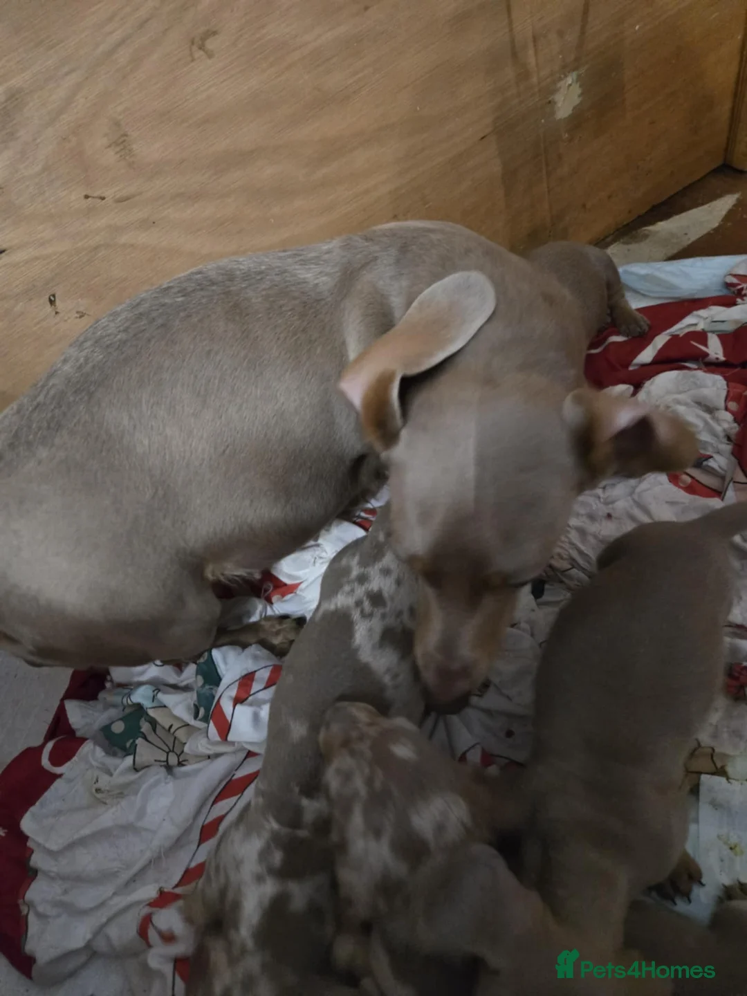 Miniature Dachshund dogs for sale: Miniature dachshund kc reg puppies - Advert 1