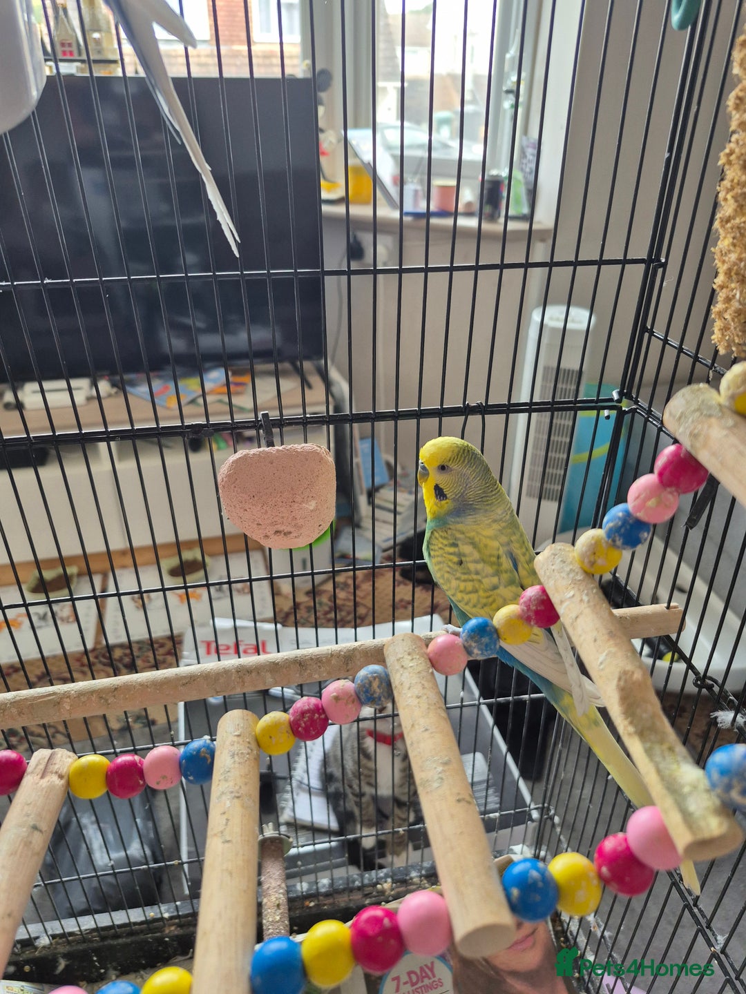 Budgerigars birds for sale: Bonded pair of budgies plus cage and extras in Brighton - Image 5