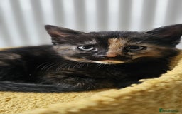 Domestic Shorthair cats for sale: 6 Kittens for sale 😻 - Image 5