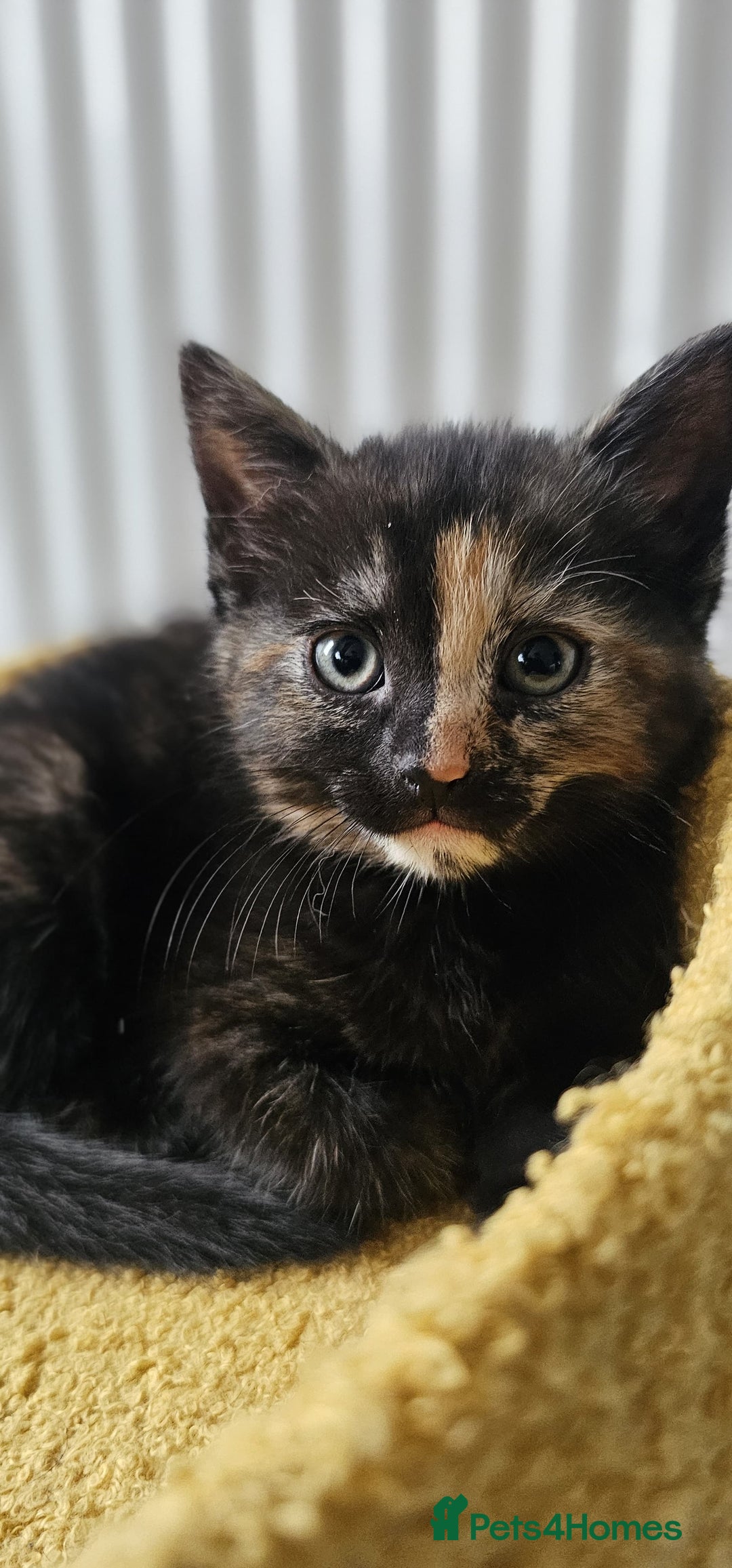 Domestic Shorthair cats for sale: 6 Kittens for sale 😻 - Image 5
