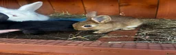 Mixed Breed rabbits for sale: New Zeeland Cross Rabbits  in Newport - Advert 4