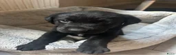 Labrador Retriever dogs for sale: 4Beautiful Black Males  - Advert 3