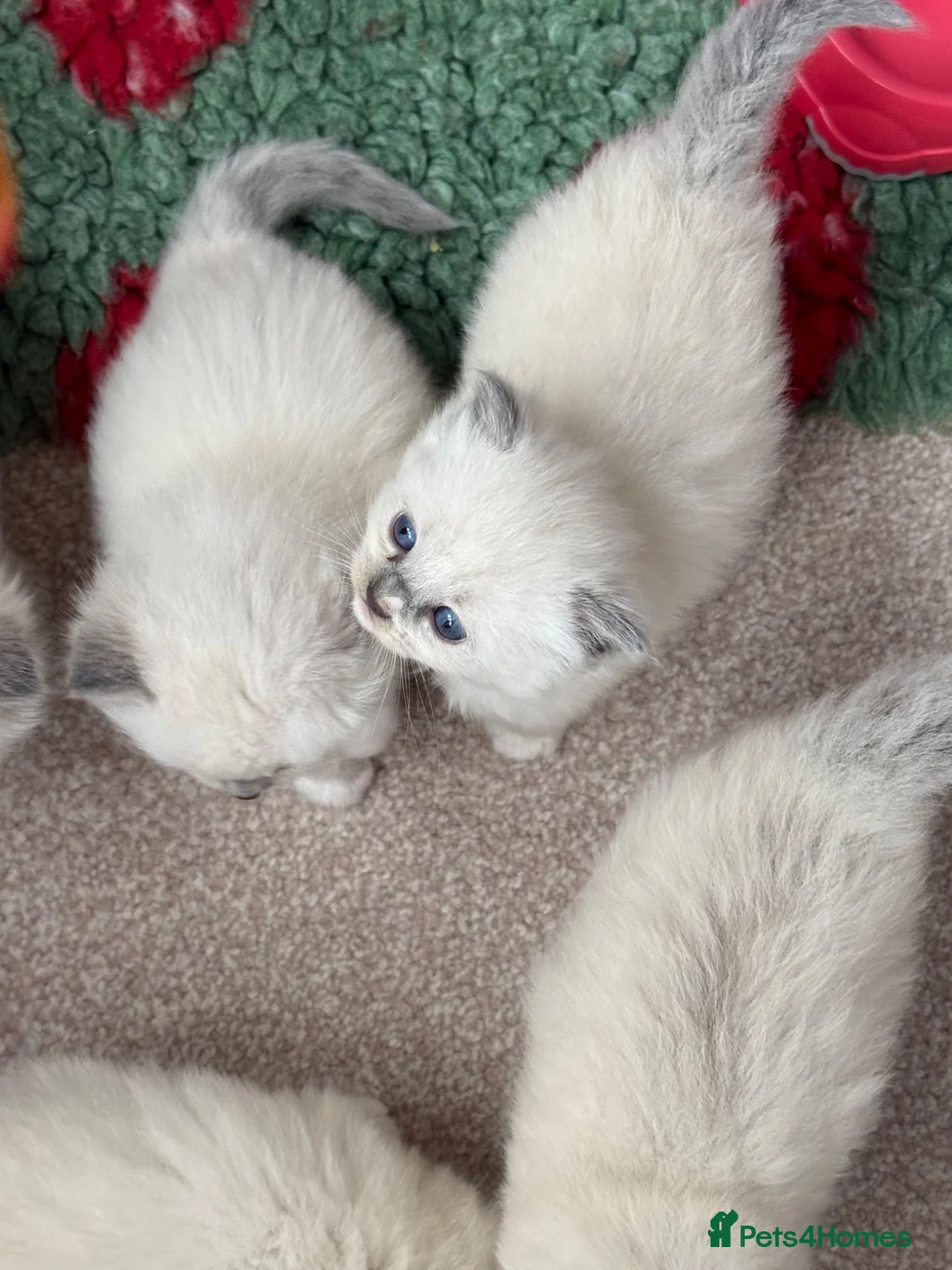 Ragdoll cats for sale: Blue point ragdolls ❤️ - Advert 14