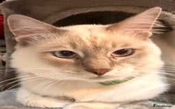 Ragdoll cats for sale: Ragdoll dad Persian cross mum - Image 9