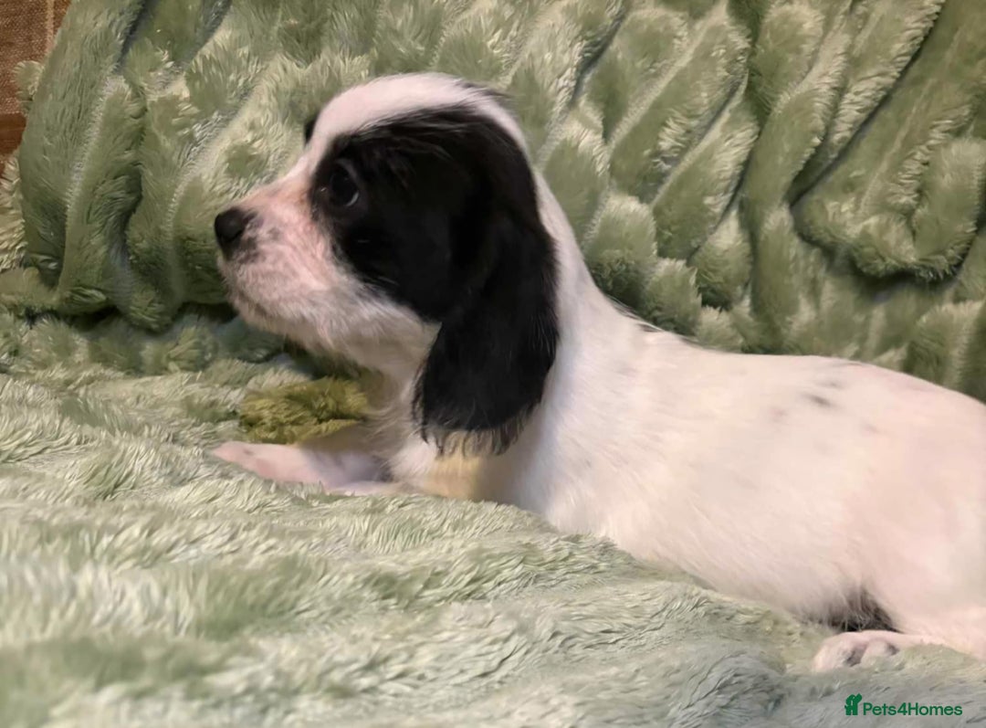 Mixed Breed dogs for sale: Schweenie pups - Advert 6