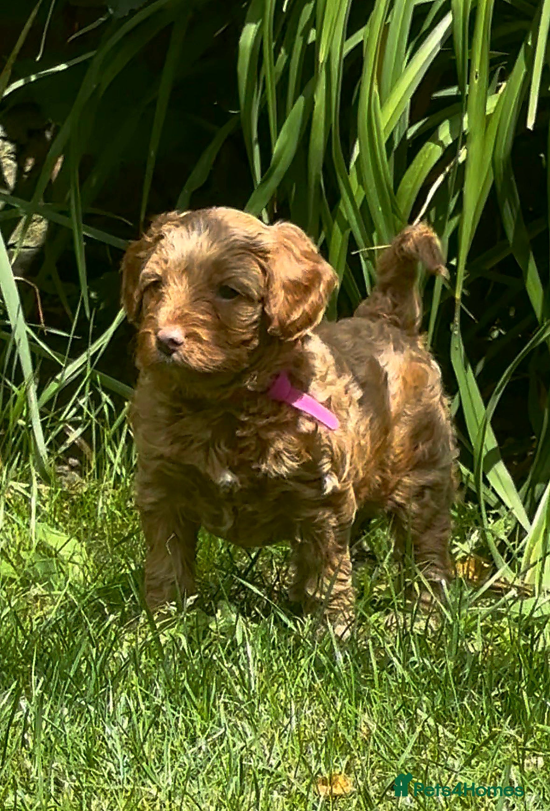 Bordoodle dogs Miniature Bordoodle Puppies - Advert 2