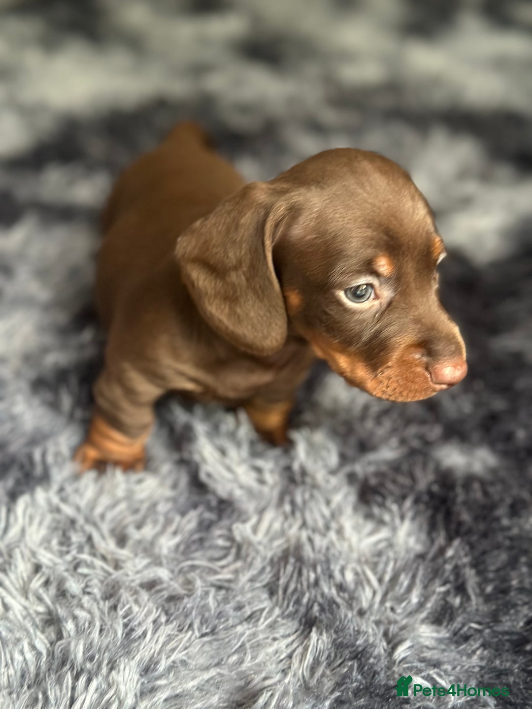 Dachshund dogs for sale: GORGEOUS DACHSHUNDS PUPPIES - Image 8