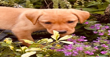 Labrador Retriever dogs - Advert 7
