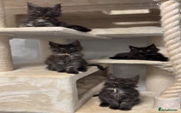 Maine Coon cats for sale: Precious little babies ❤️💙 - Image 8