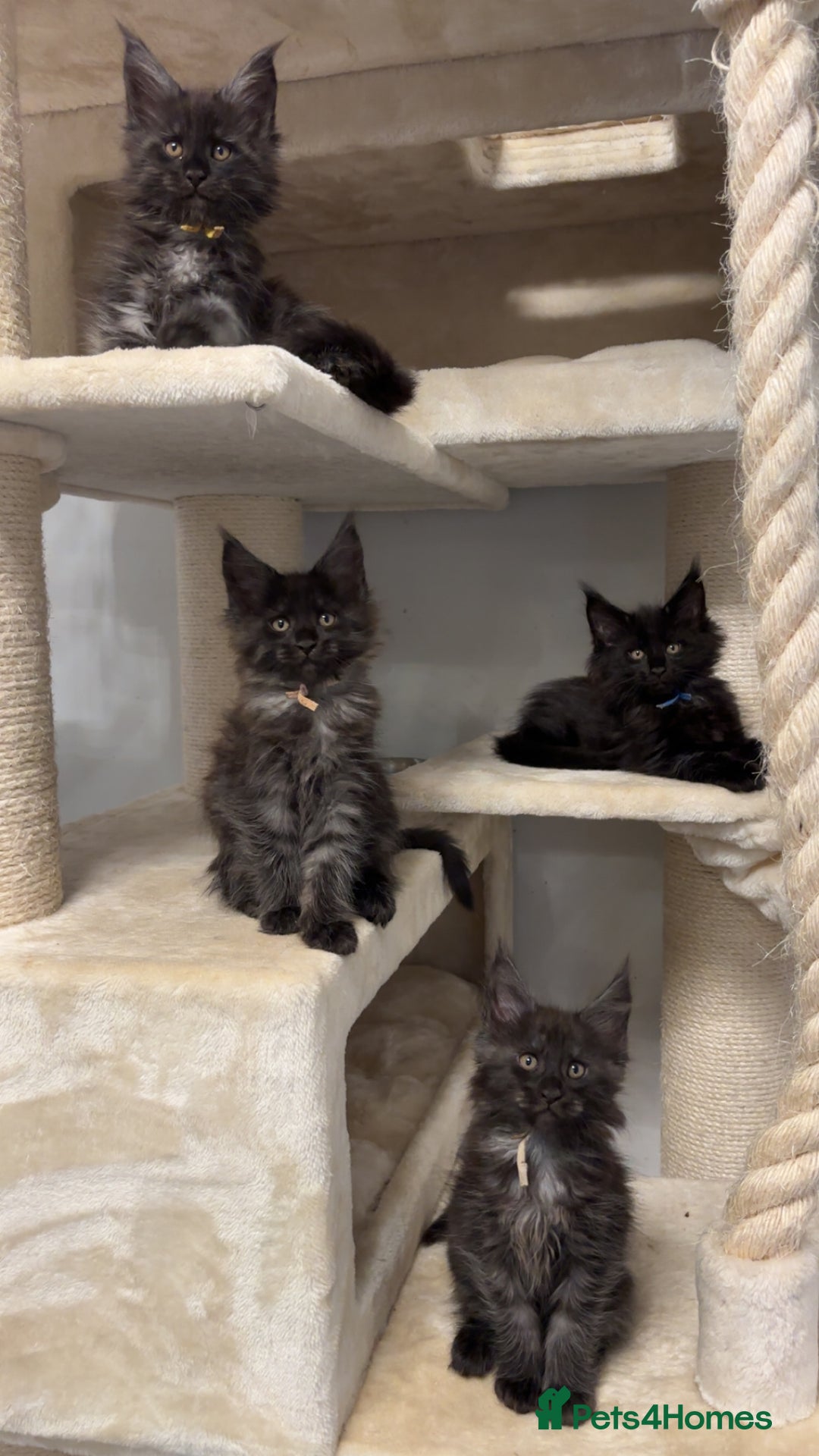 Maine Coon cats for sale: Precious little babies ❤️💙 - Image 8