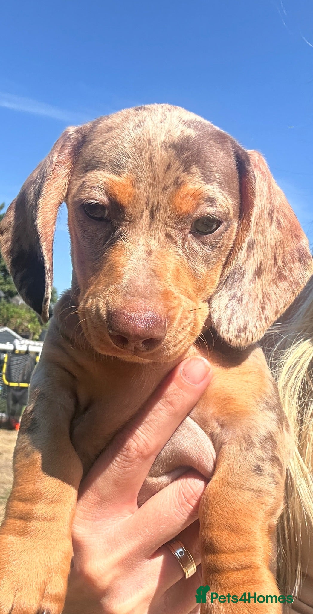 Dachshund dogs Essex:male & female Dachshund Puppies 🌟 ready now - Advert 4