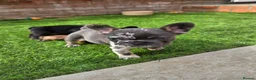 French Bulldog dogs for sale: French bulldog pups lovely colours  - Advert 12