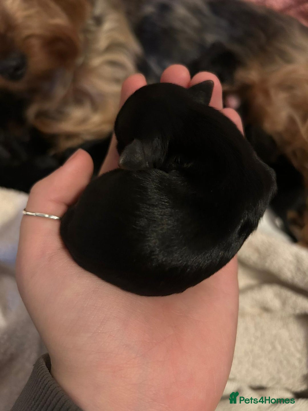 Yorkshire Terrier dogs for sale: Yorkshire terrier  - Advert 10