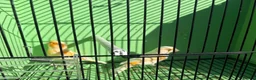 Canaries birds for sale: Canaries  - Advert 6