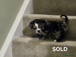 Mixed Breed dogs - Advert 5