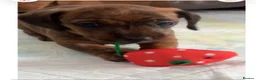 Miniature Dachshund dogs for sale: Beautiful pedigree KC miniature dachshund puppies  in Ilkeston - Advert 3