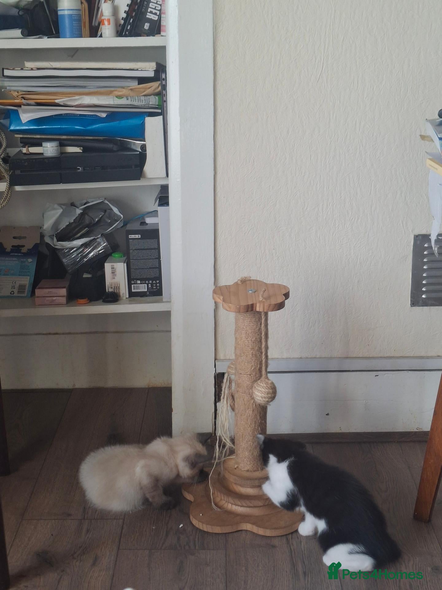 Mixed Breed cats Three Adorable Kittens Looking for Loving Homes - Advert 2