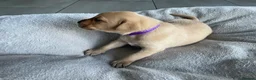 Labrador Retriever dogs for sale: 🦊❤️ GORGEOUS FOX RED LAB PUPPIES 6 GIRLS & 1 BOY! - Advert 8