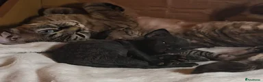 Devon Rex Kitten 1 (Reserved)