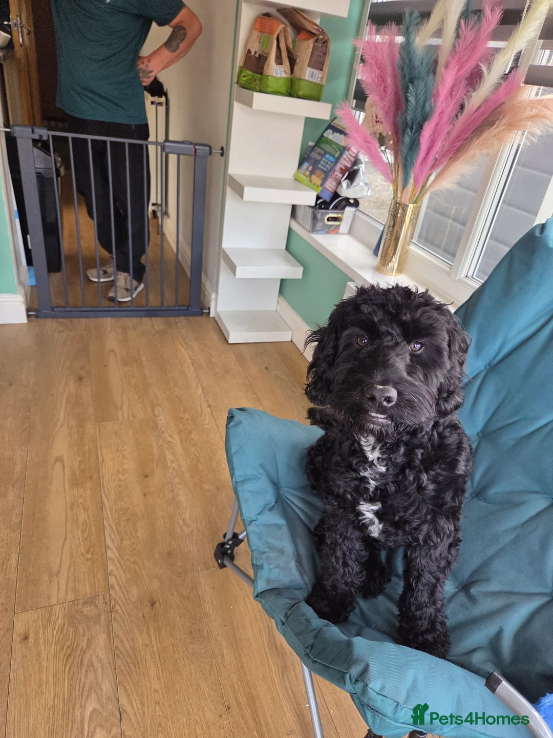 Cockapoo dogs for sale: Miss karen fitton  in Morecambe - Advert 4
